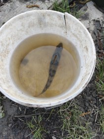 Première perche de l'année